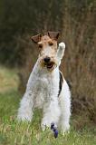 FOX TERRIER 564